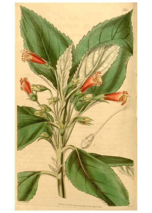 Reproducción/Reproduction 34440387793: Curtis's botanical magazine.. London ; New York [etc.] :Academic Press [etc.]