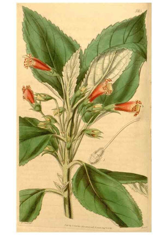 Reproducción/Reproduction 34440387793: Curtis's botanical magazine.. London ; New York [etc.] :Academic Press [etc.]