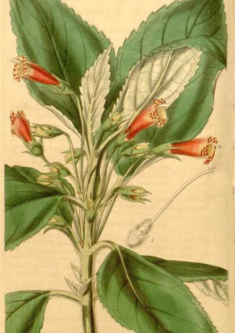 Reproducción/Reproduction 34440387793: Curtis's botanical magazine.. London ; New York [etc.] :Academic Press [etc.]