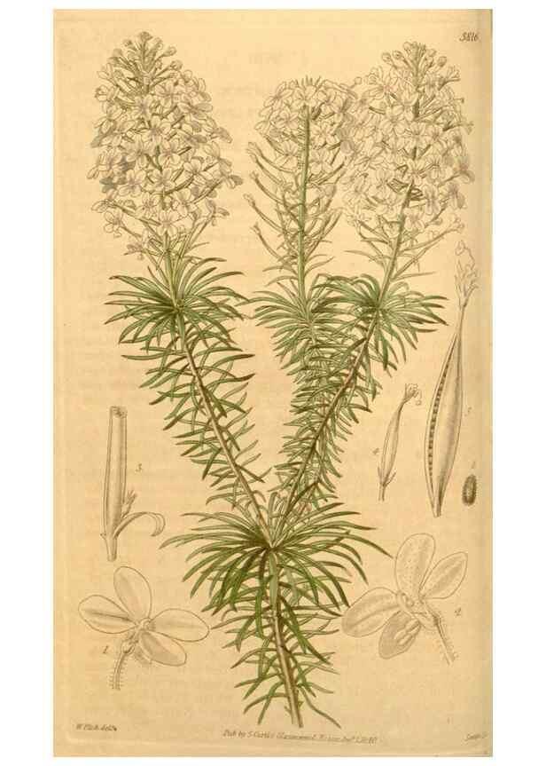 Reproducción/Reproduction 34405435764: Curtis's botanical magazine.. London ; New York [etc.] :Academic Press [etc.]