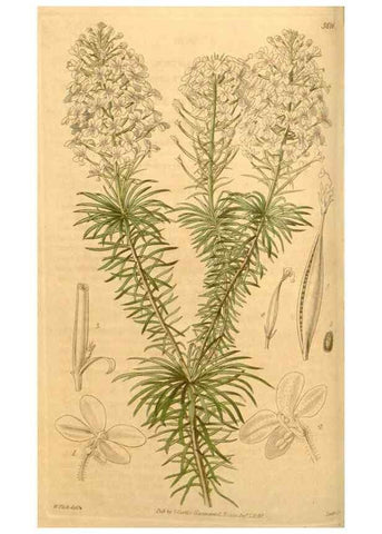 Reproducción/Reproduction 34405435764: Curtis's botanical magazine.. London ; New York [etc.] :Academic Press [etc.]
