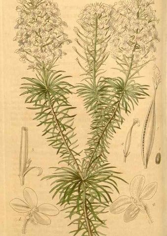 Reproducción/Reproduction 34405435764: Curtis's botanical magazine.. London ; New York [etc.] :Academic Press [etc.]