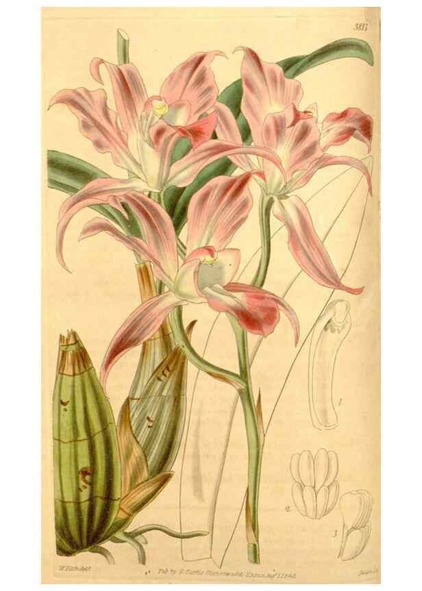 Reproducción/Reproduction 34405437634: Curtis's botanical magazine.. London ; New York [etc.] :Academic Press [etc.]