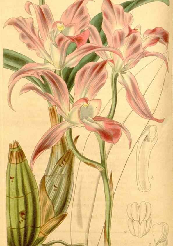 Reproducción/Reproduction 34405437634: Curtis's botanical magazine.. London ; New York [etc.] :Academic Press [etc.]