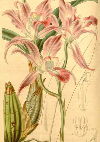 Reproducción/Reproduction 34405437634: Curtis's botanical magazine.. London ; New York [etc.] :Academic Press [etc.]