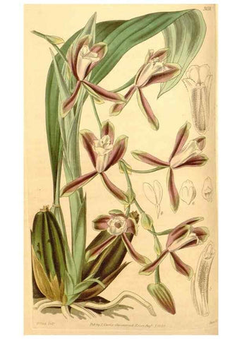 Reproducción/Reproduction 34405439584: Curtis's botanical magazine.. London ; New York [etc.] :Academic Press [etc.]