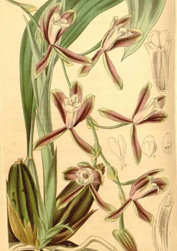 Reproducción/Reproduction 34405439584: Curtis's botanical magazine.. London ; New York [etc.] :Academic Press [etc.]