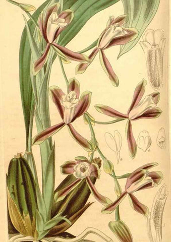 Reproducción/Reproduction 34405439584: Curtis's botanical magazine.. London ; New York [etc.] :Academic Press [etc.]