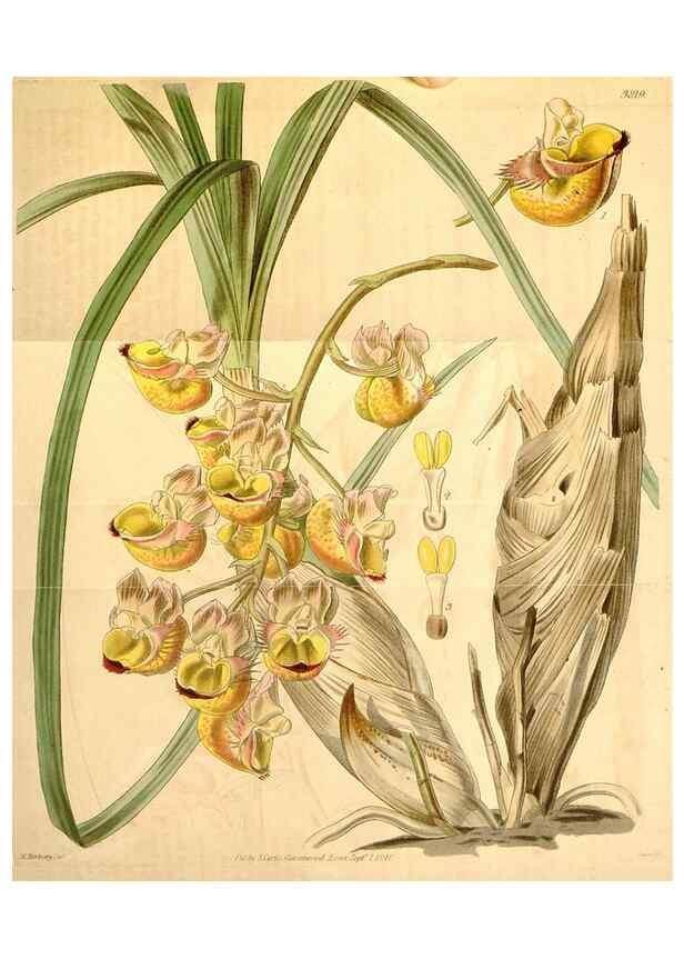 Reproducción/Reproduction 34405442104: Curtis's botanical magazine.. London ; New York [etc.] :Academic Press [etc.]