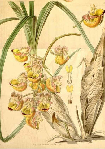 Reproducción/Reproduction 34405442104: Curtis's botanical magazine.. London ; New York [etc.] :Academic Press [etc.]