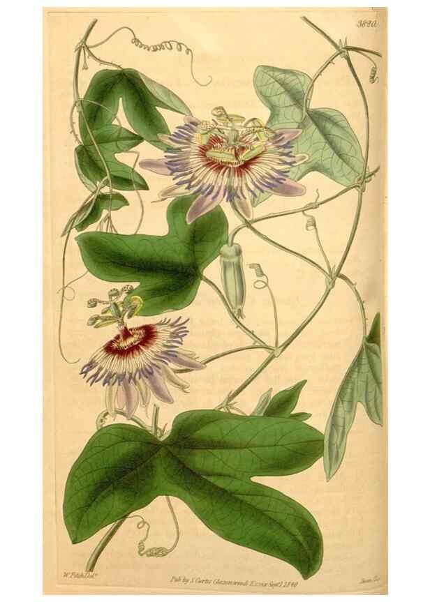 Reproducción/Reproduction 34405443624: Curtis's botanical magazine.. London ; New York [etc.] :Academic Press [etc.]