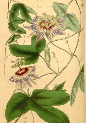 Reproducción/Reproduction 34405443624: Curtis's botanical magazine.. London ; New York [etc.] :Academic Press [etc.]