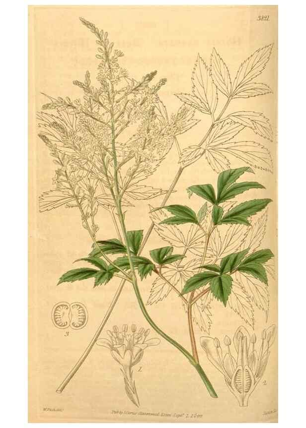 Reproducción/Reproduction 34405445874: Curtis's botanical magazine.. London ; New York [etc.] :Academic Press [etc.]