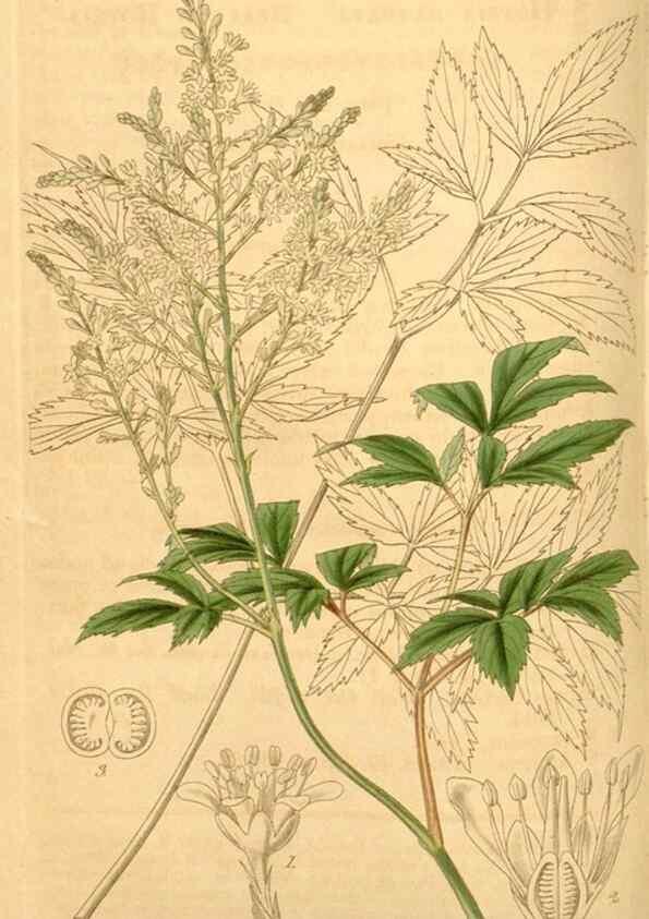 Reproducción/Reproduction 34405445874: Curtis's botanical magazine.. London ; New York [etc.] :Academic Press [etc.]