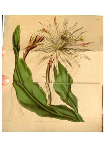 Reproducción/Reproduction 34440381803: Curtis's botanical magazine.. London ; New York [etc.] :Academic Press [etc.]