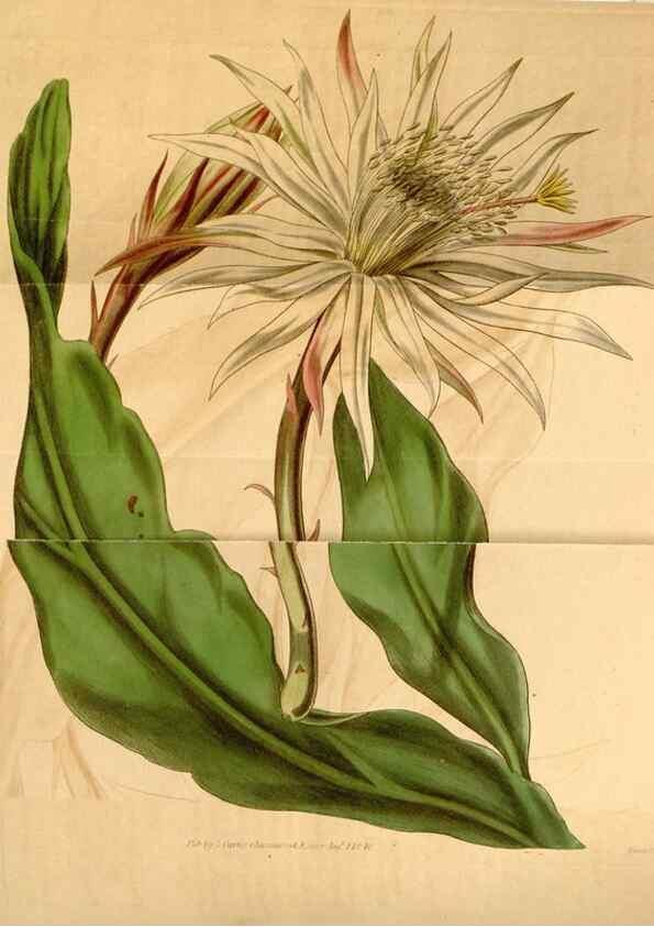 Reproducción/Reproduction 34440381803: Curtis's botanical magazine.. London ; New York [etc.] :Academic Press [etc.]