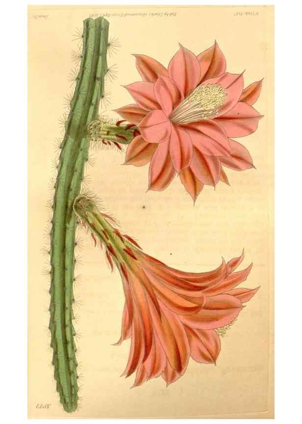 Reproducción/Reproduction 35119766921: Curtis's botanical magazine.. London ; New York [etc.] :Academic Press [etc.]