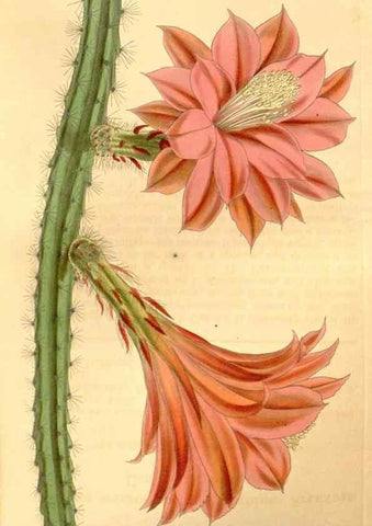 Reproducción/Reproduction 35119766921: Curtis's botanical magazine.. London ; New York [etc.] :Academic Press [etc.]