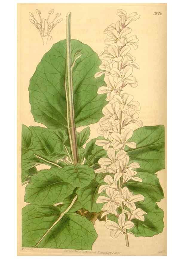 Reproducción/Reproduction 34440413763: Curtis's botanical magazine.. London ; New York [etc.] :Academic Press [etc.]
