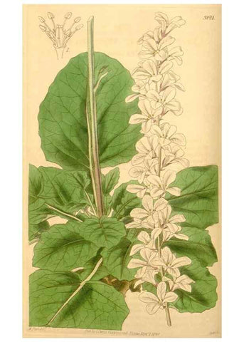 Reproducción/Reproduction 34440413763: Curtis's botanical magazine.. London ; New York [etc.] :Academic Press [etc.]