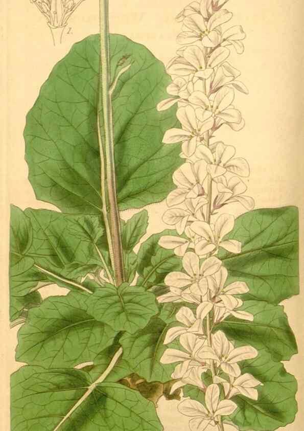 Reproducción/Reproduction 34440413763: Curtis's botanical magazine.. London ; New York [etc.] :Academic Press [etc.]