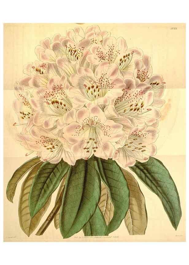 Reproducción/Reproduction 34440415963: Curtis's botanical magazine.. London ; New York [etc.] :Academic Press [etc.]