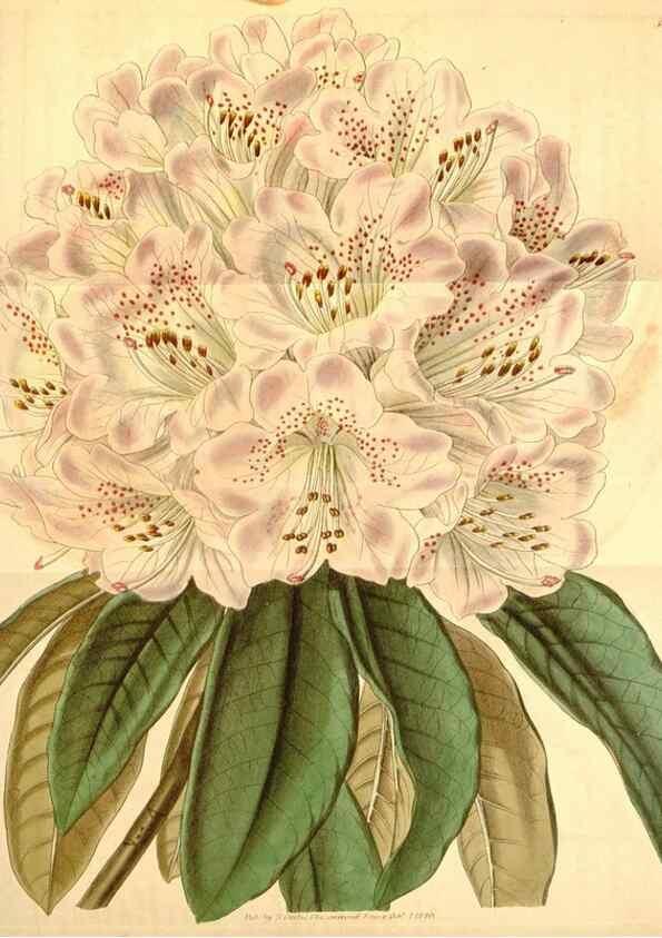 Reproducción/Reproduction 34440415963: Curtis's botanical magazine.. London ; New York [etc.] :Academic Press [etc.]