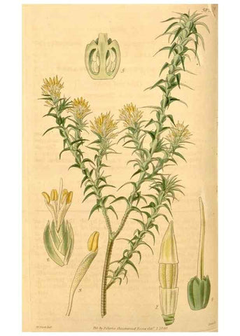 Reproducción/Reproduction 35209575206: Curtis's botanical magazine.. London ; New York [etc.] :Academic Press [etc.]
