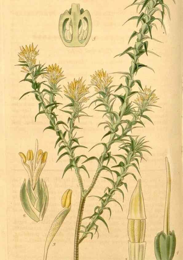 Reproducción/Reproduction 35209575206: Curtis's botanical magazine.. London ; New York [etc.] :Academic Press [etc.]
