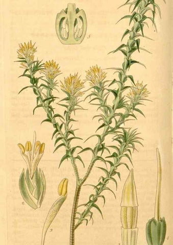 Reproducción/Reproduction 35209575206: Curtis's botanical magazine.. London ; New York [etc.] :Academic Press [etc.]