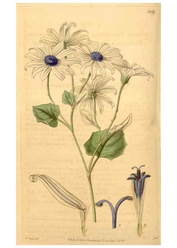 Reproducción/Reproduction 35209578266: Curtis's botanical magazine.. London ; New York [etc.] :Academic Press [etc.]