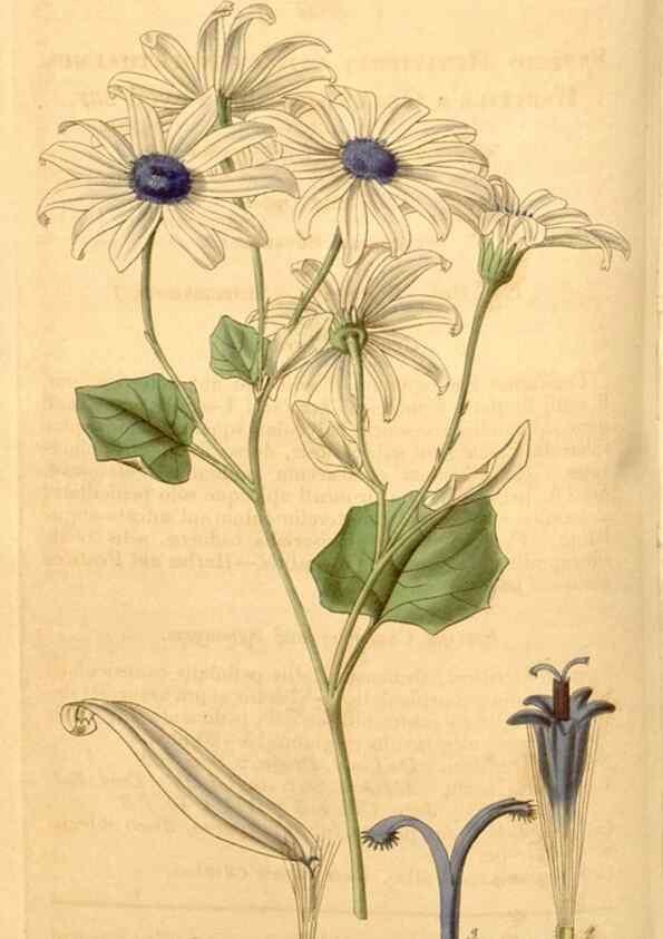 Reproducción/Reproduction 35209578266: Curtis's botanical magazine.. London ; New York [etc.] :Academic Press [etc.]