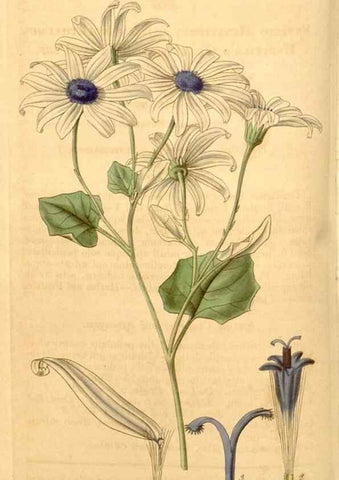 Reproducción/Reproduction 35209578266: Curtis's botanical magazine.. London ; New York [etc.] :Academic Press [etc.]