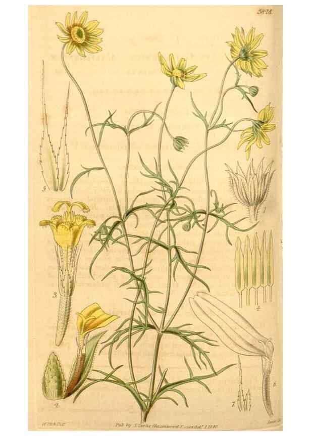 Reproducción/Reproduction 35249451115: Curtis's botanical magazine.. London ; New York [etc.] :Academic Press [etc.]