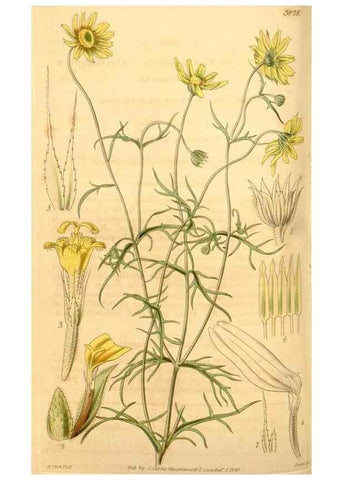 Reproducción/Reproduction 35249451115: Curtis's botanical magazine.. London ; New York [etc.] :Academic Press [etc.]