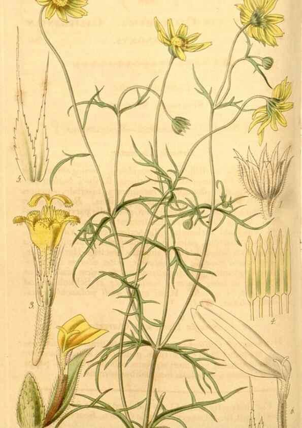 Reproducción/Reproduction 35249451115: Curtis's botanical magazine.. London ; New York [etc.] :Academic Press [etc.]
