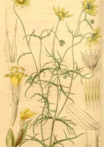 Reproducción/Reproduction 35249451115: Curtis's botanical magazine.. London ; New York [etc.] :Academic Press [etc.]