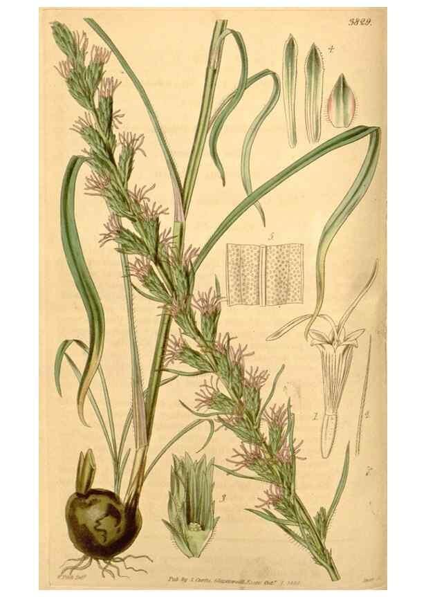 Reproducción/Reproduction 35209584286: Curtis's botanical magazine.. London ; New York [etc.] :Academic Press [etc.]