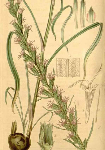 Reproducción/Reproduction 35209584286: Curtis's botanical magazine.. London ; New York [etc.] :Academic Press [etc.]