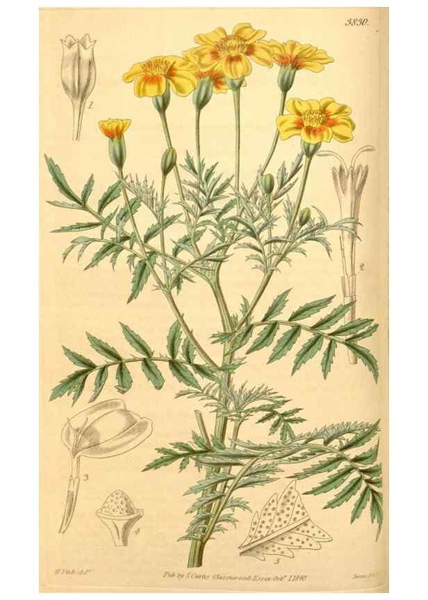 Reproducción/Reproduction 35249456075: Curtis's botanical magazine.. London ; New York [etc.] :Academic Press [etc.]