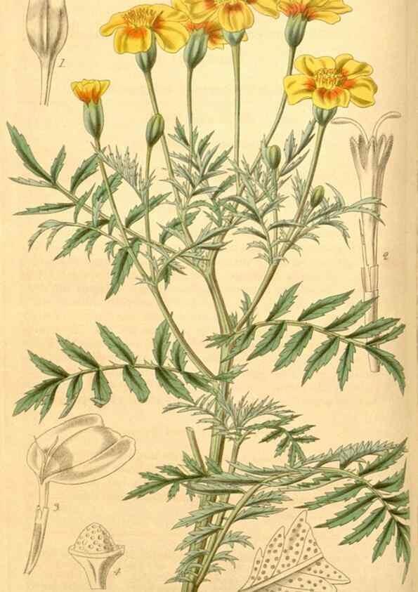 Reproducción/Reproduction 35249456075: Curtis's botanical magazine.. London ; New York [etc.] :Academic Press [etc.]