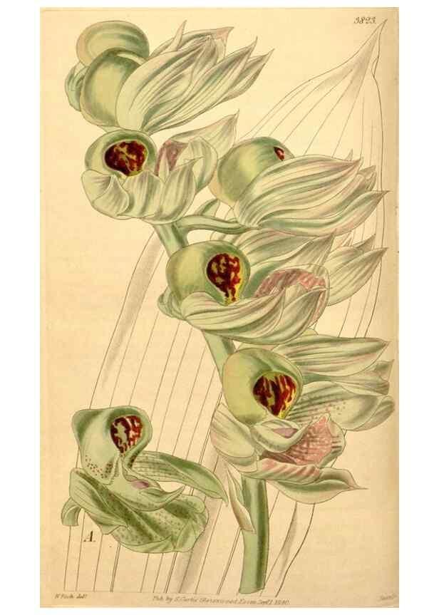 Reproducción/Reproduction 34440410973: Curtis's botanical magazine.. London ; New York [etc.] :Academic Press [etc.]