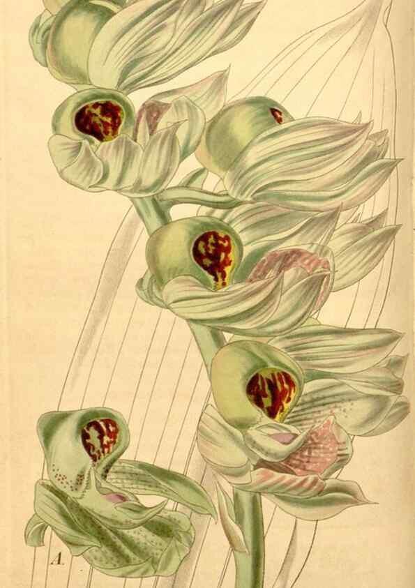 Reproducción/Reproduction 34440410973: Curtis's botanical magazine.. London ; New York [etc.] :Academic Press [etc.]
