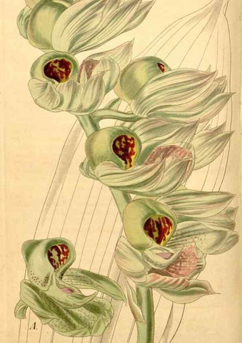 Reproducción/Reproduction 34440410973: Curtis's botanical magazine.. London ; New York [etc.] :Academic Press [etc.]