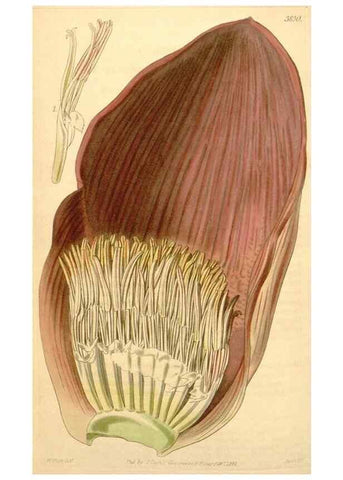 Reproducción/Reproduction 34440467813: Curtis's botanical magazine.. London ; New York [etc.] :Academic Press [etc.]