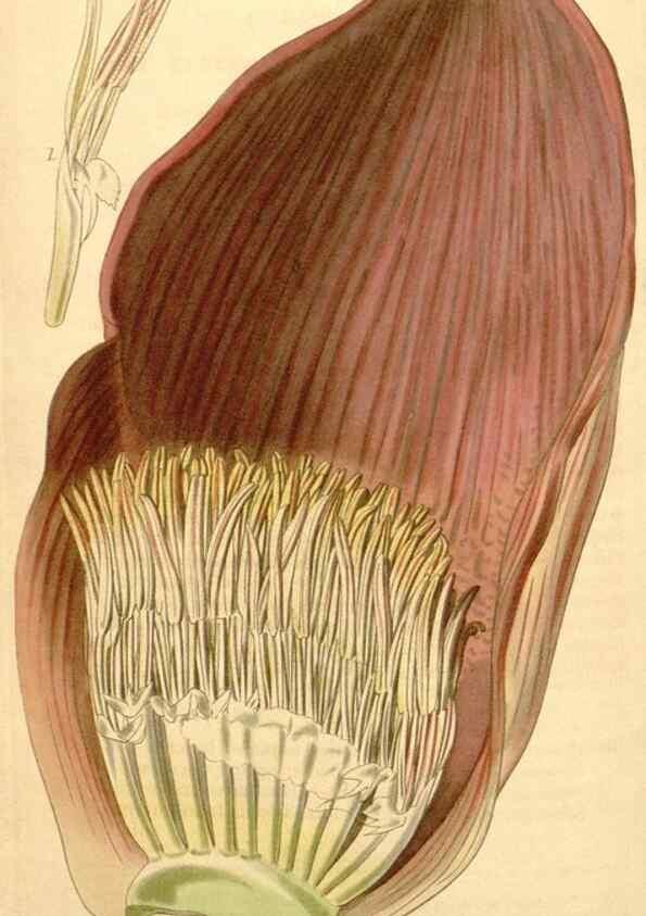 Reproducción/Reproduction 34440467813: Curtis's botanical magazine.. London ; New York [etc.] :Academic Press [etc.]