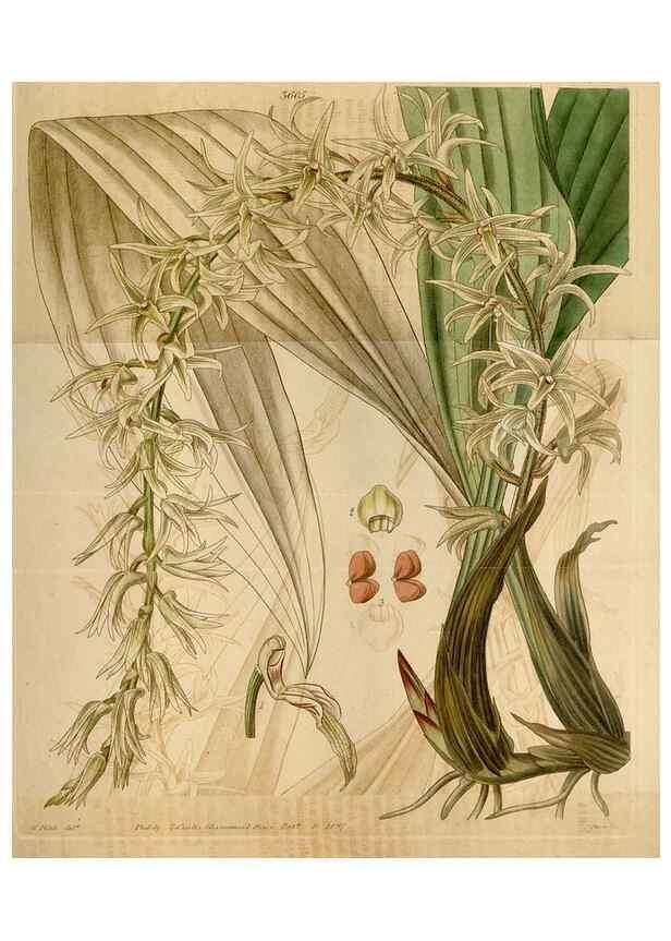 Reproducción/Reproduction 34405294874: Curtis's botanical magazine.. London ; New York [etc.] :Academic Press [etc.]