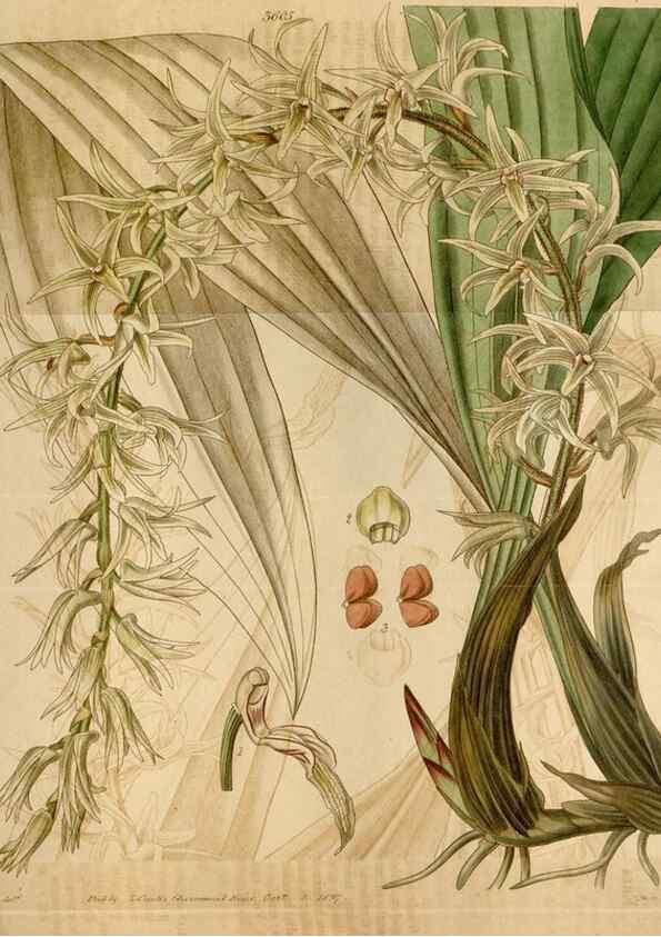 Reproducción/Reproduction 34405294874: Curtis's botanical magazine.. London ; New York [etc.] :Academic Press [etc.]
