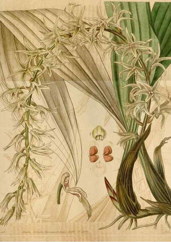 Reproducción/Reproduction 34405294874: Curtis's botanical magazine.. London ; New York [etc.] :Academic Press [etc.]