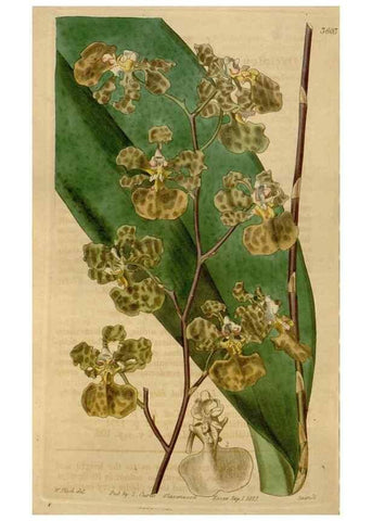 Reproducción/Reproduction 35083922482: Curtis's botanical magazine.. London ; New York [etc.] :Academic Press [etc.]